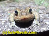 /home//u458753944/public_html/sourcegallery///Roxborough Toad Detour/2022/2022-04-14 and 04-13/P4141013.JPG